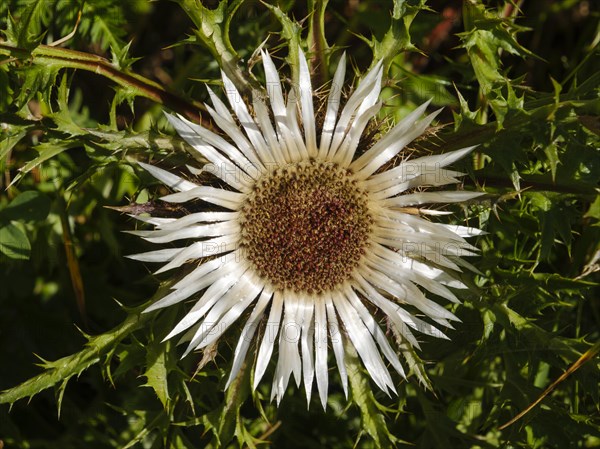 Silver thistle