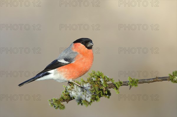 Eurasian bullfinch