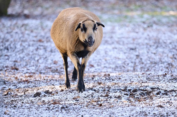 Female Cameroon sheep