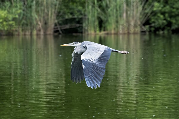 Grey heron