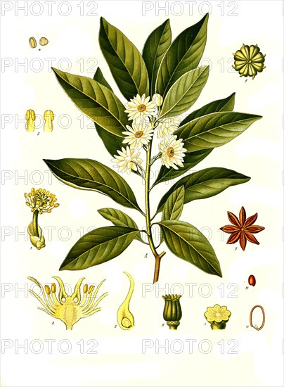 Medicinal plant