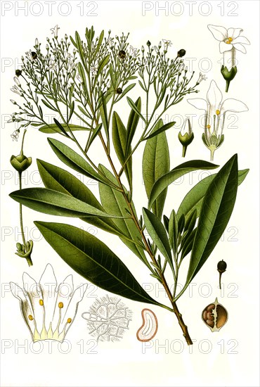 Medicinal plant