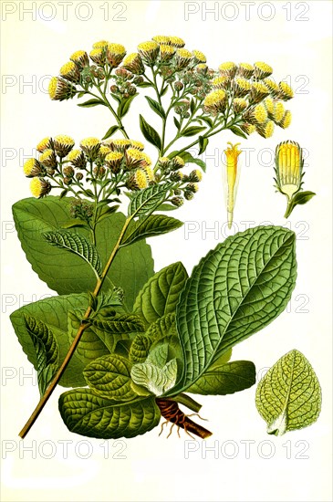 Medicinal plant