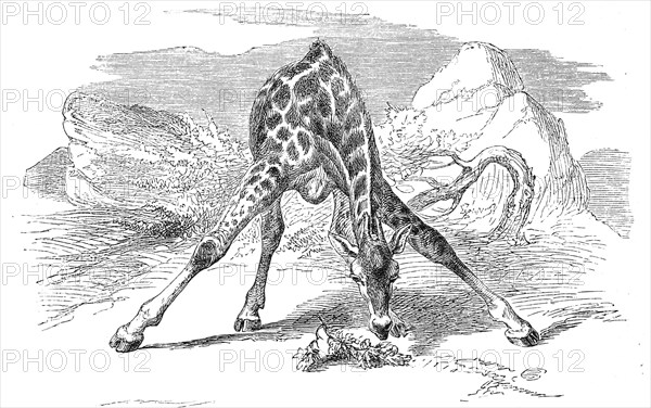 Rothschild's giraffe