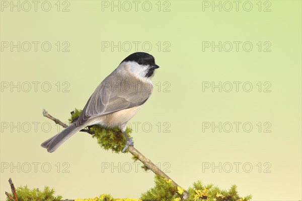 Marsh tit