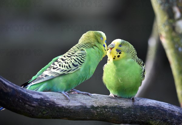 Budgies