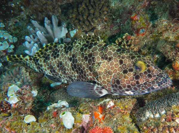 Snoubnose grouper