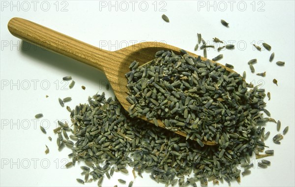 Dried lavender flowers