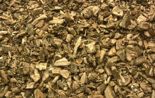 Medicinal herbs: Condurango bark