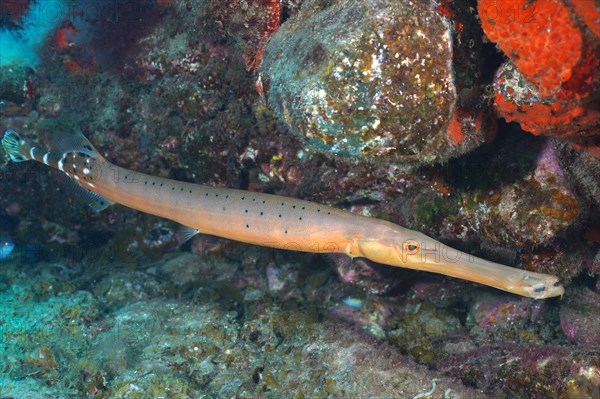 Atlantic cornetfish