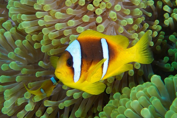 A red sea clownfish