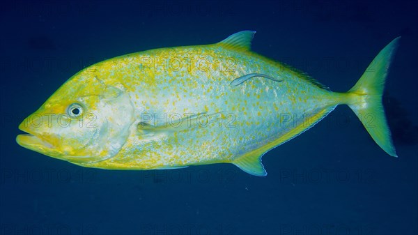 Orange-spotted trevally