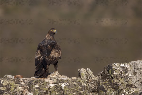 Golden eagle