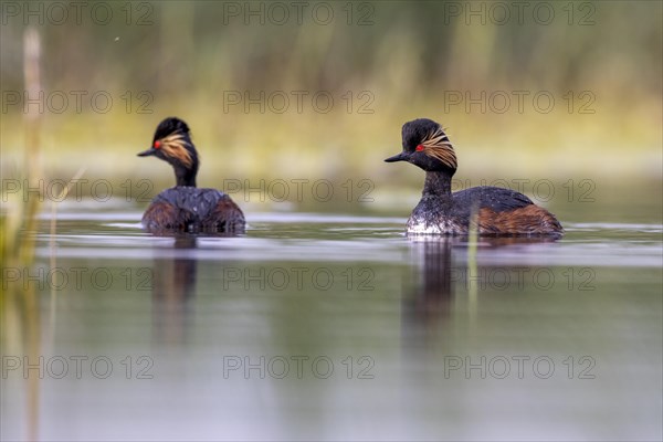 Black-necked Grebe