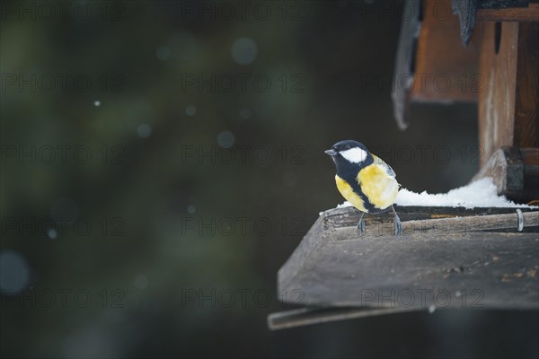 Great tit