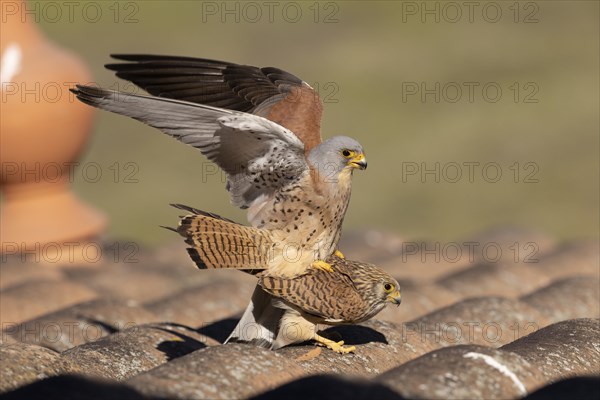 Lesser kestrels