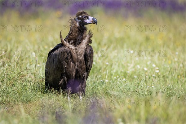 Cinereous vulture