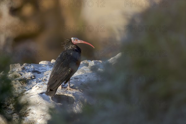 Northern Bald Ibis