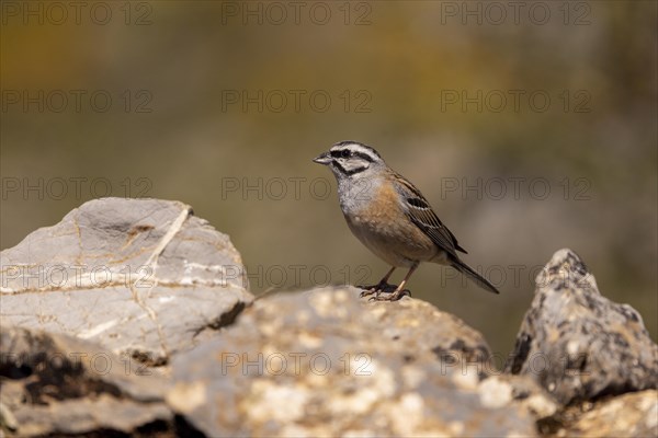 Rock Bunting