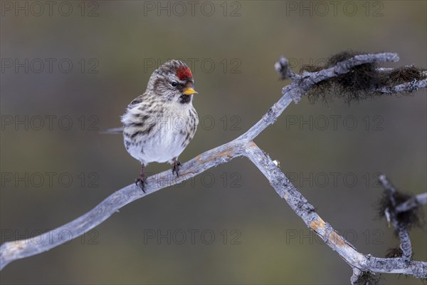 Arctic Redpoll