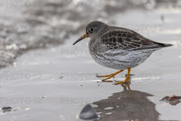 Purple Sandpiper