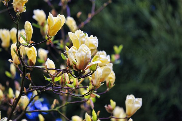 Flowering magnolias