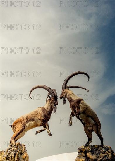 Wild brown mountain goat with two huge horns