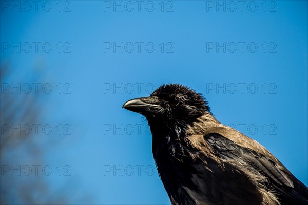 The Hooded Crow