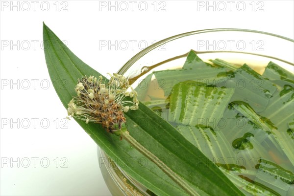 Medicinal plantain