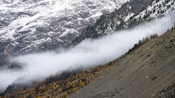 Autumn larch forest in Val Morteratsch