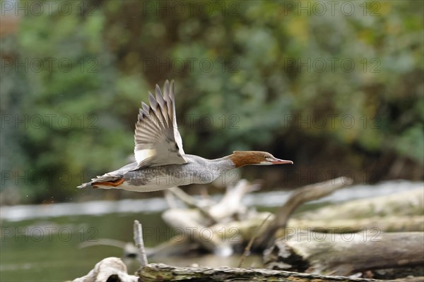 Common merganser