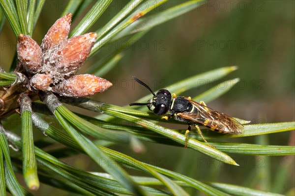 European beewolf sitting on pine needle looking left