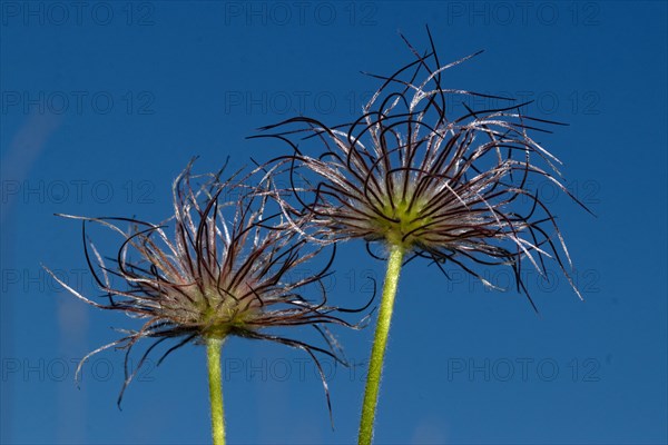 Common pasque flower two inflorescences side by side against a blue sky