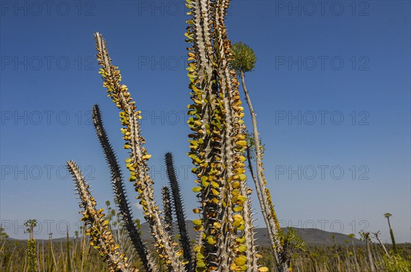 Spiny forest in the Berenty private reserve