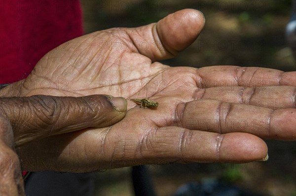 Dwarf or Minute Leaf chameleon