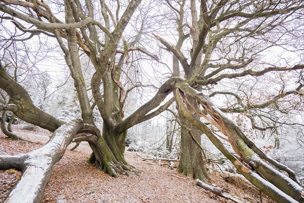 Grown-up common beech