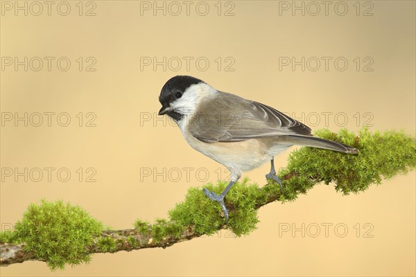 Marsh tit