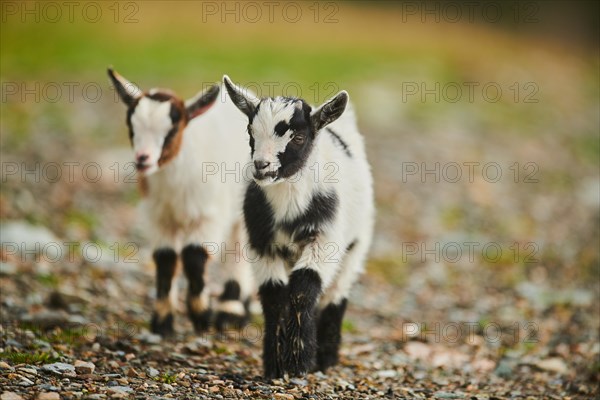 Domestic goats