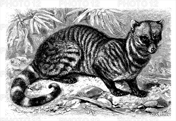 Indian civet cat