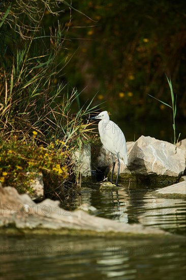 Cattle egret