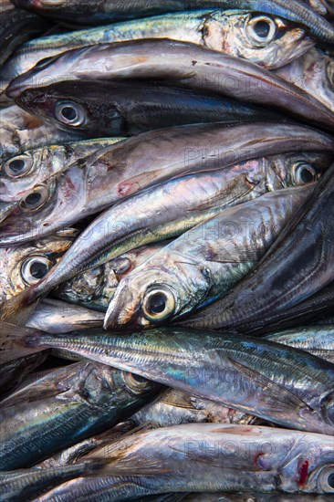 Freshly caught sardines in the fish hall