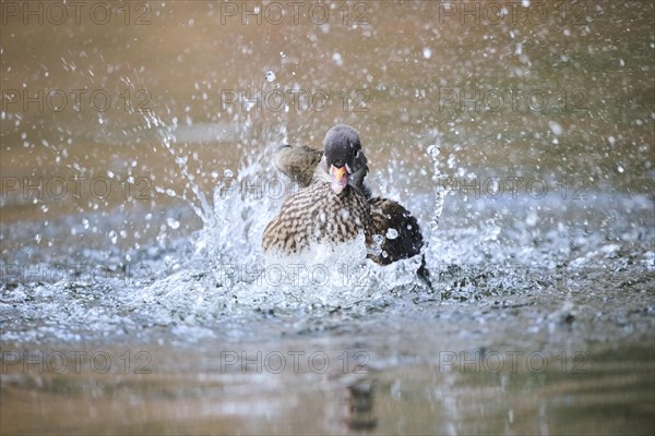 Mandarin duck