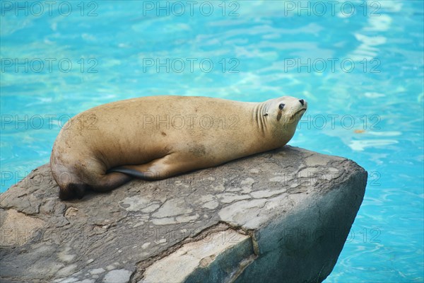 California sea lion