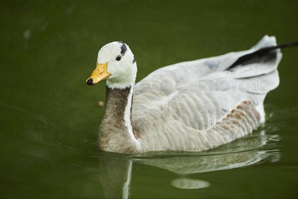 Bar-headed goose