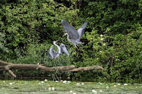 Grey heron