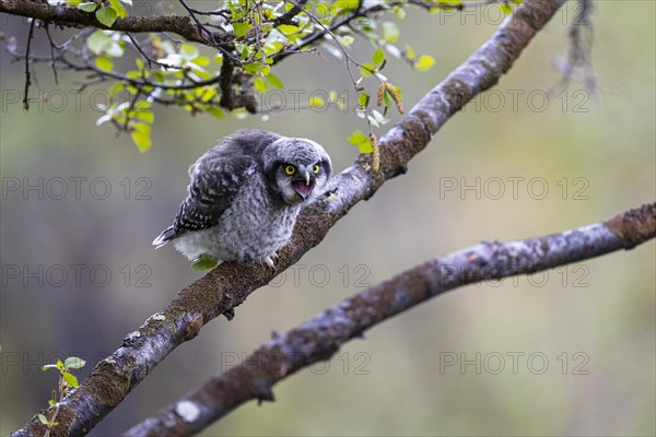 Northern hawk owl