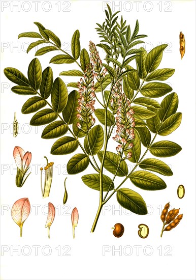 Medicinal plant