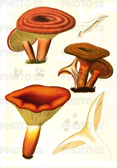 Mushroom