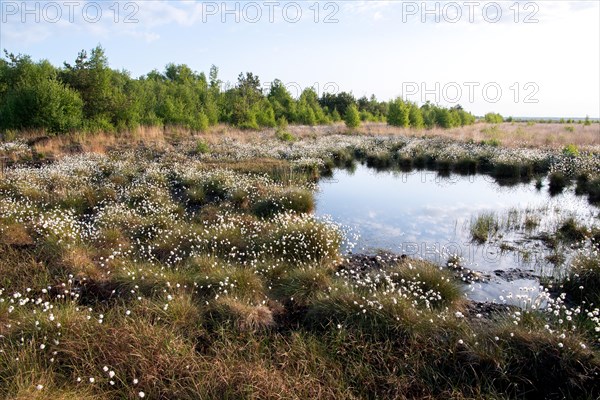 Hare's-tail cottongrass