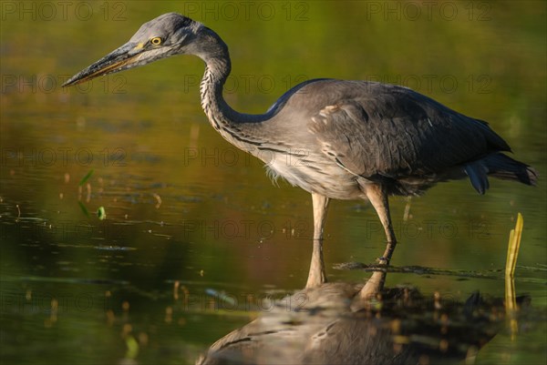 Grey heron